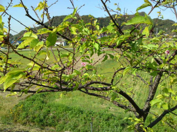 南房総の桜